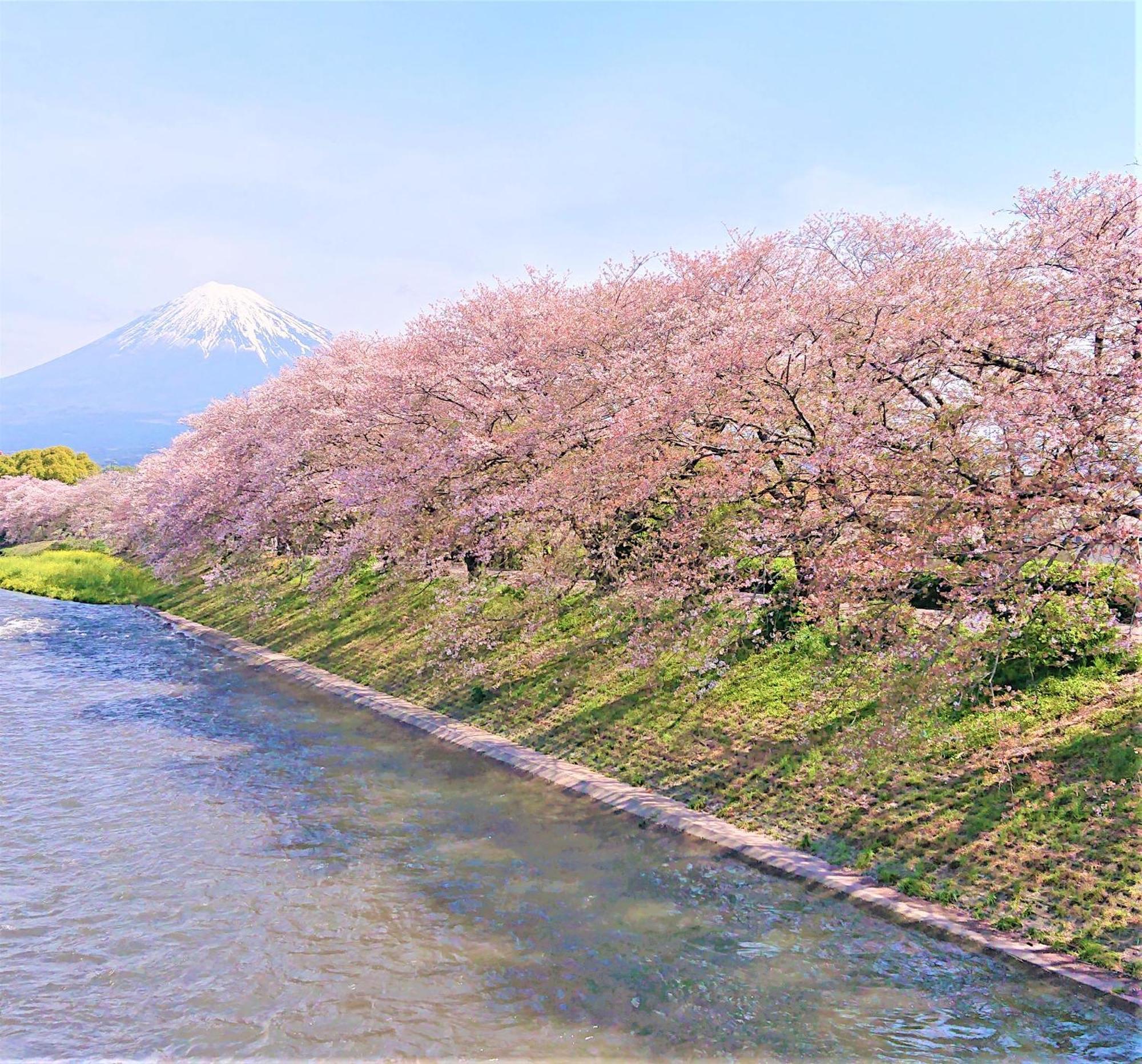 Hotel Associa Shizuoka Exterior foto The river in spring